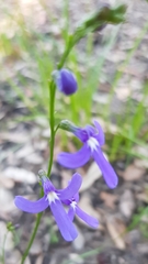 Lobelia dentata