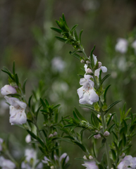 Prostanthera behriana