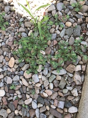 Euphorbia indivisa