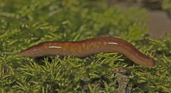 Argonemertes australiensis