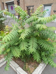 Ailanthus altissima