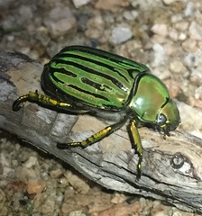 Chrysina gloriosa