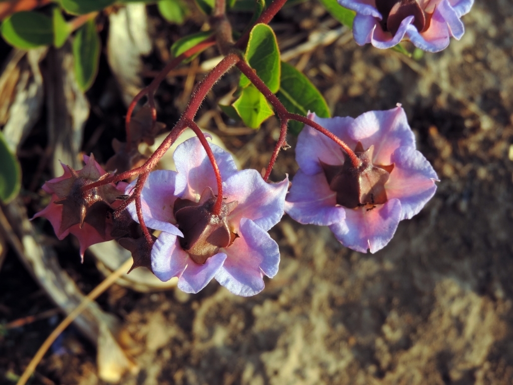 Trichodesma ambacense