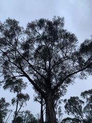 Eucalyptus radiata