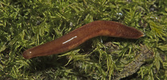Argonemertes australiensis
