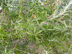 Olearia axillaris