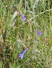 Penstemon griffinii