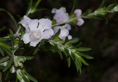 Prostanthera behriana