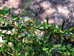 Pittosporum viscidum