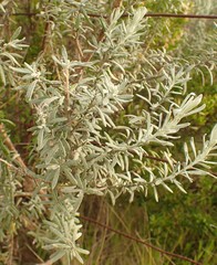 Olearia axillaris