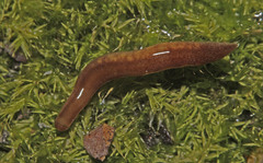 Argonemertes australiensis