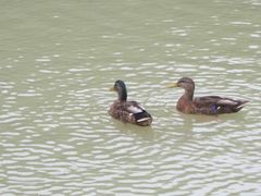 Anas platyrhynchos × zonorhyncha