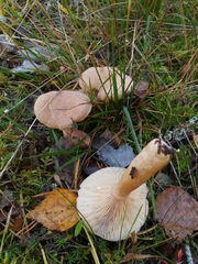 Lactarius glyciosmus