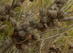 Allocasuarina pusilla