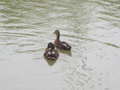 Anas platyrhynchos × zonorhyncha