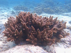 Acropora monticulosa