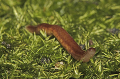 Argonemertes australiensis