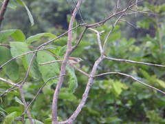 Prinia