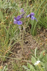 Delphinium bicolor