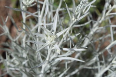 Tetradymia comosa
