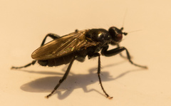 Crumomyia