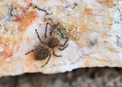 Plexippoides gestroi