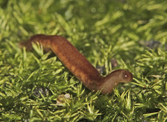Argonemertes australiensis
