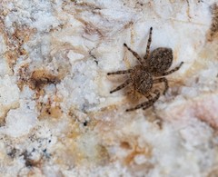 Plexippoides gestroi