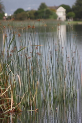 Schoenoplectus scirpoides