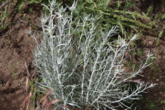 Tetradymia comosa
