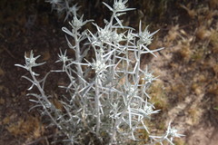 Tetradymia comosa