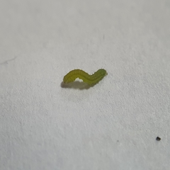 Neumichtis nigerrima