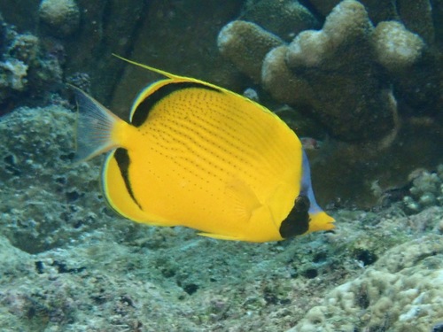 Versierde koraalvlinder (Chaetodon semeion) — Chaetodontidae — 5