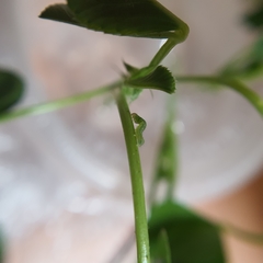 Neumichtis nigerrima