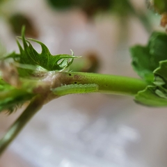 Neumichtis nigerrima