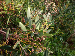 Acacia longifolia sophorae
