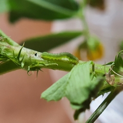 Neumichtis nigerrima