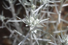 Tetradymia comosa