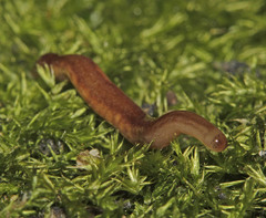 Argonemertes australiensis