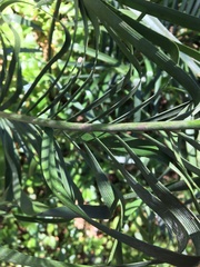 Macrozamia spiralis
