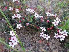 Adenandra uniflora