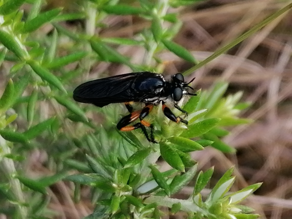 Choerades flavipes