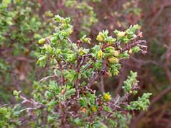 Pimelea serpyllifolia