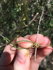 Cassytha paniculata