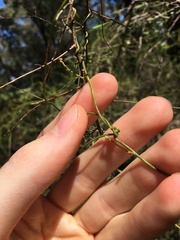 Cassytha paniculata