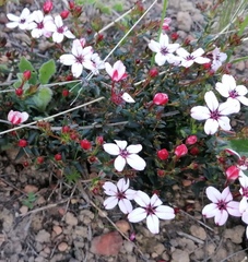 Adenandra uniflora