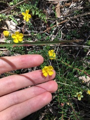 Hibbertia pedunculata