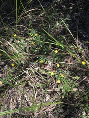 Hibbertia pedunculata