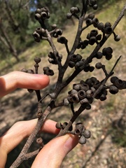 Eucalyptus capitellata