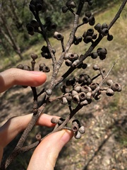 Eucalyptus capitellata